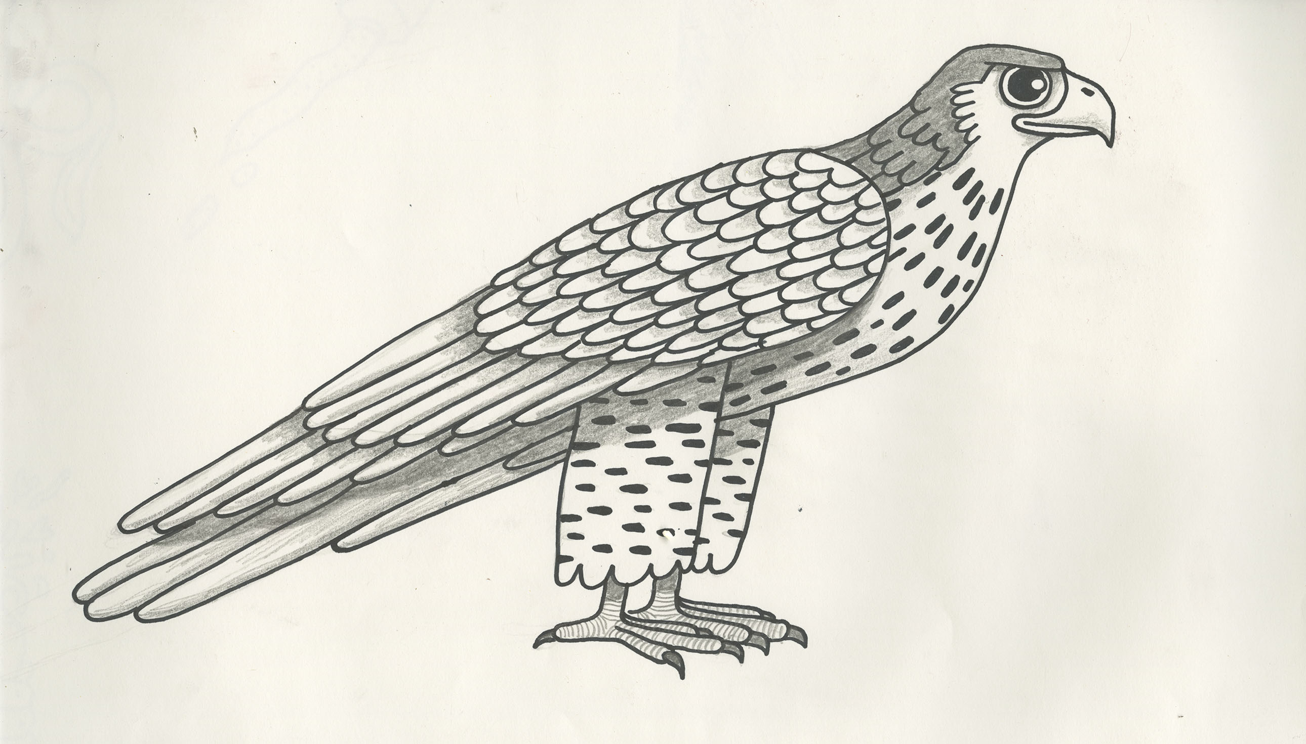 Falcon