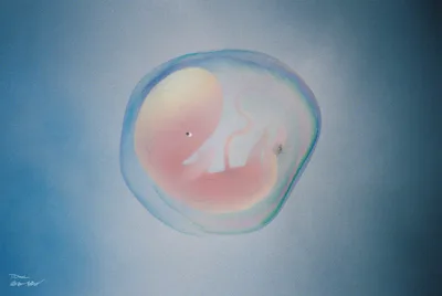 Embryo