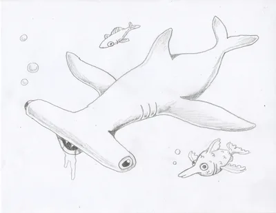 Hammerhead