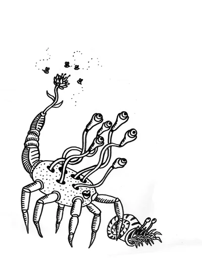Crab