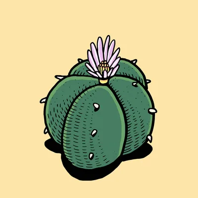Peyote