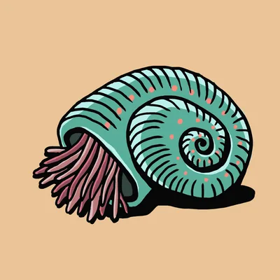 Shell